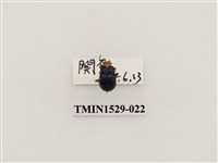 藏品(大琉璃擬守瓜)的圖片